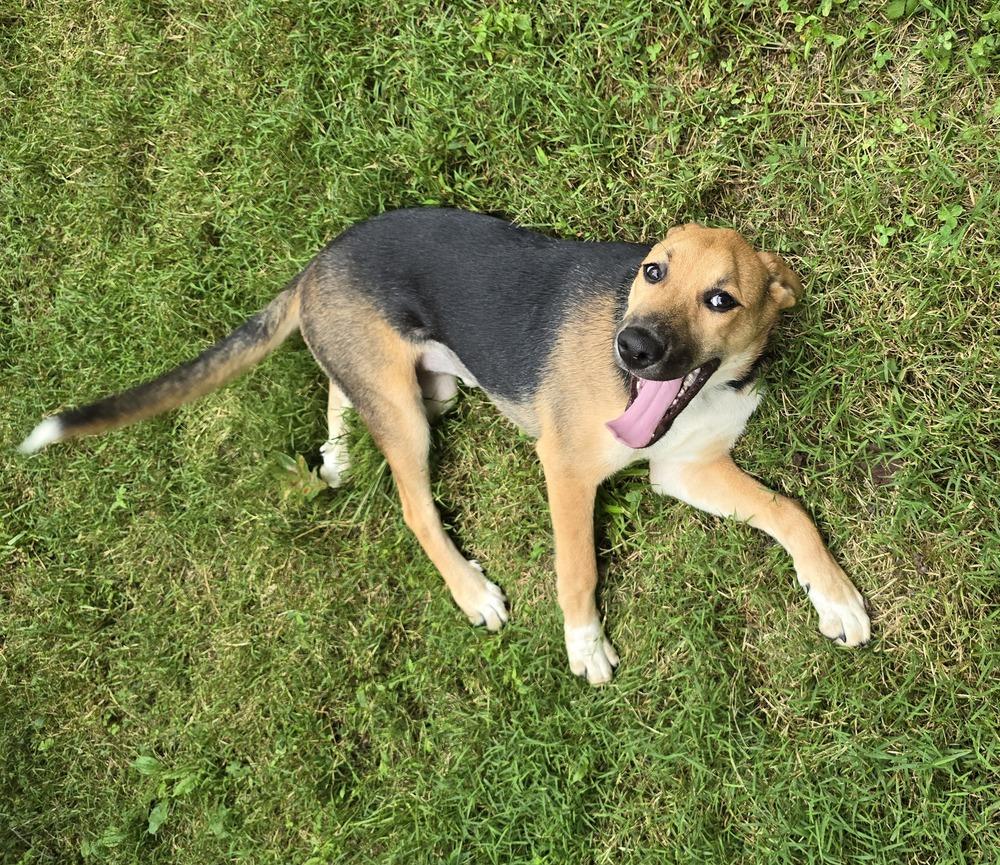 Enlarge Ivy, a Adoptable mixed breed in Woodbridge, VA image 2/2