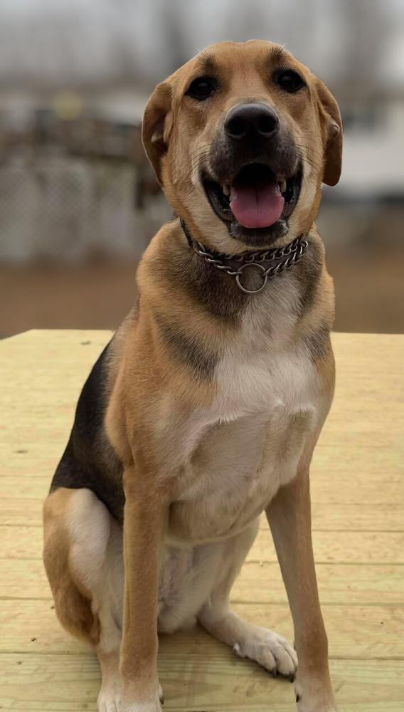 Enlarge Ivy, a Adoptable mixed breed in Woodbridge, VA image 3/5