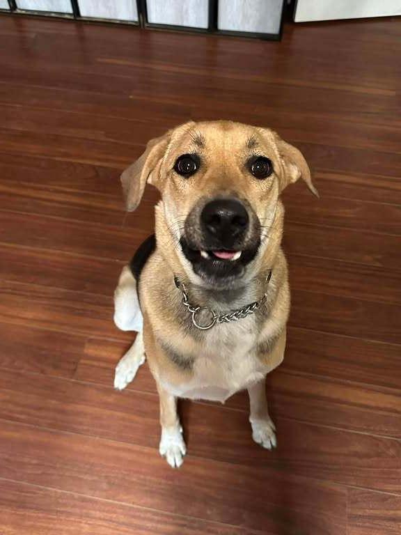 Enlarge Ivy, a Adoptable mixed breed in Woodbridge, VA image 3/4