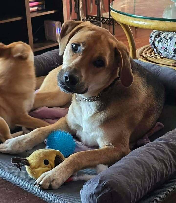 Enlarge Ivy, a Adoptable mixed breed in Woodbridge, VA image 5/6