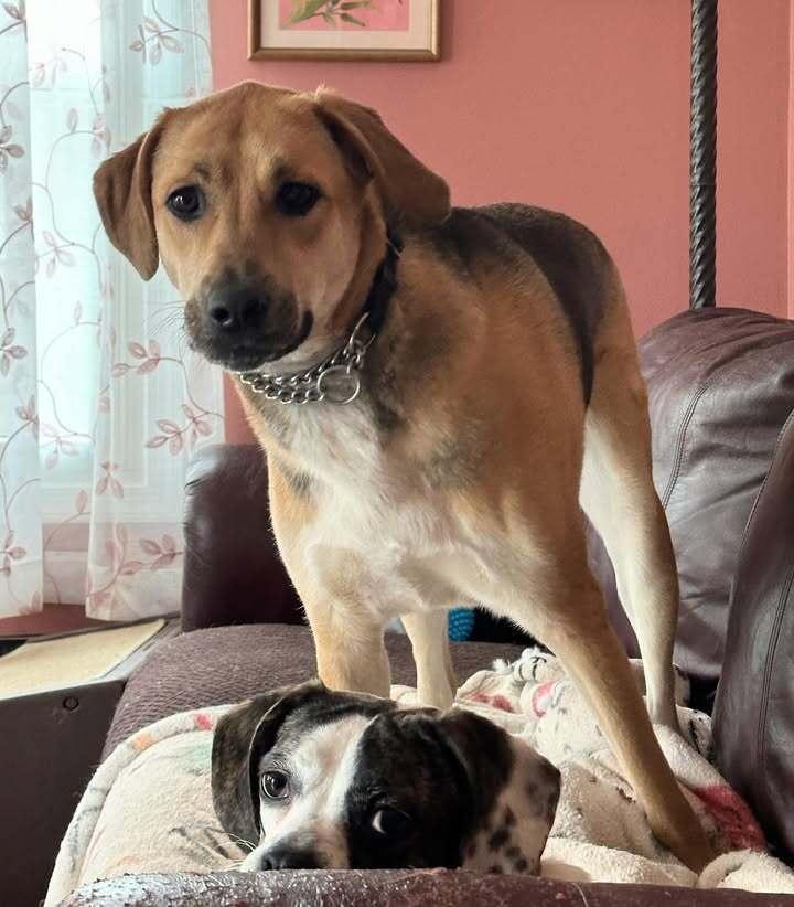 Enlarge Ivy, a Adoptable mixed breed in Woodbridge, VA image 4/4