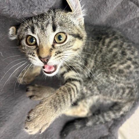 Jovie, Adoptable, Kitten Female Domestic Short Hair.