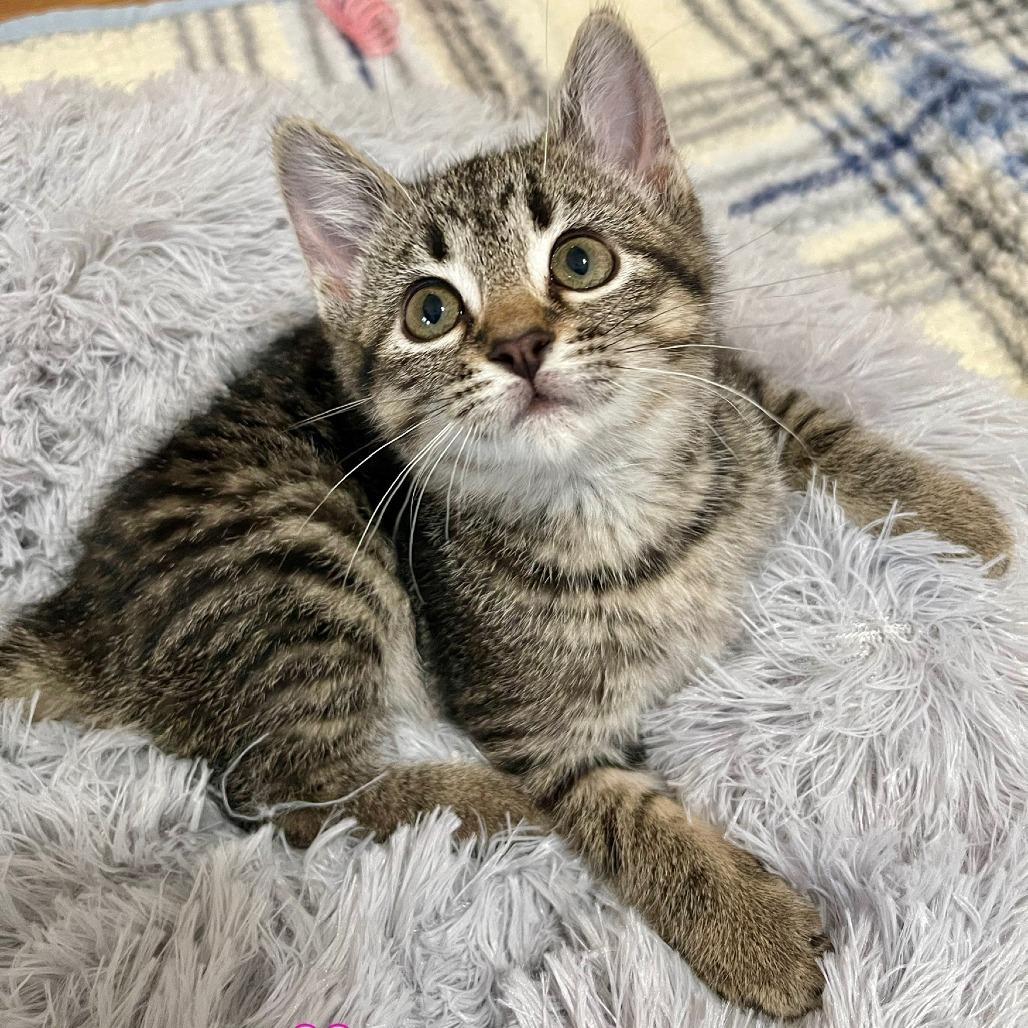 Enlarge Jovie, a Adoptable Domestic Short Hair in Naperville, IL image 2/2