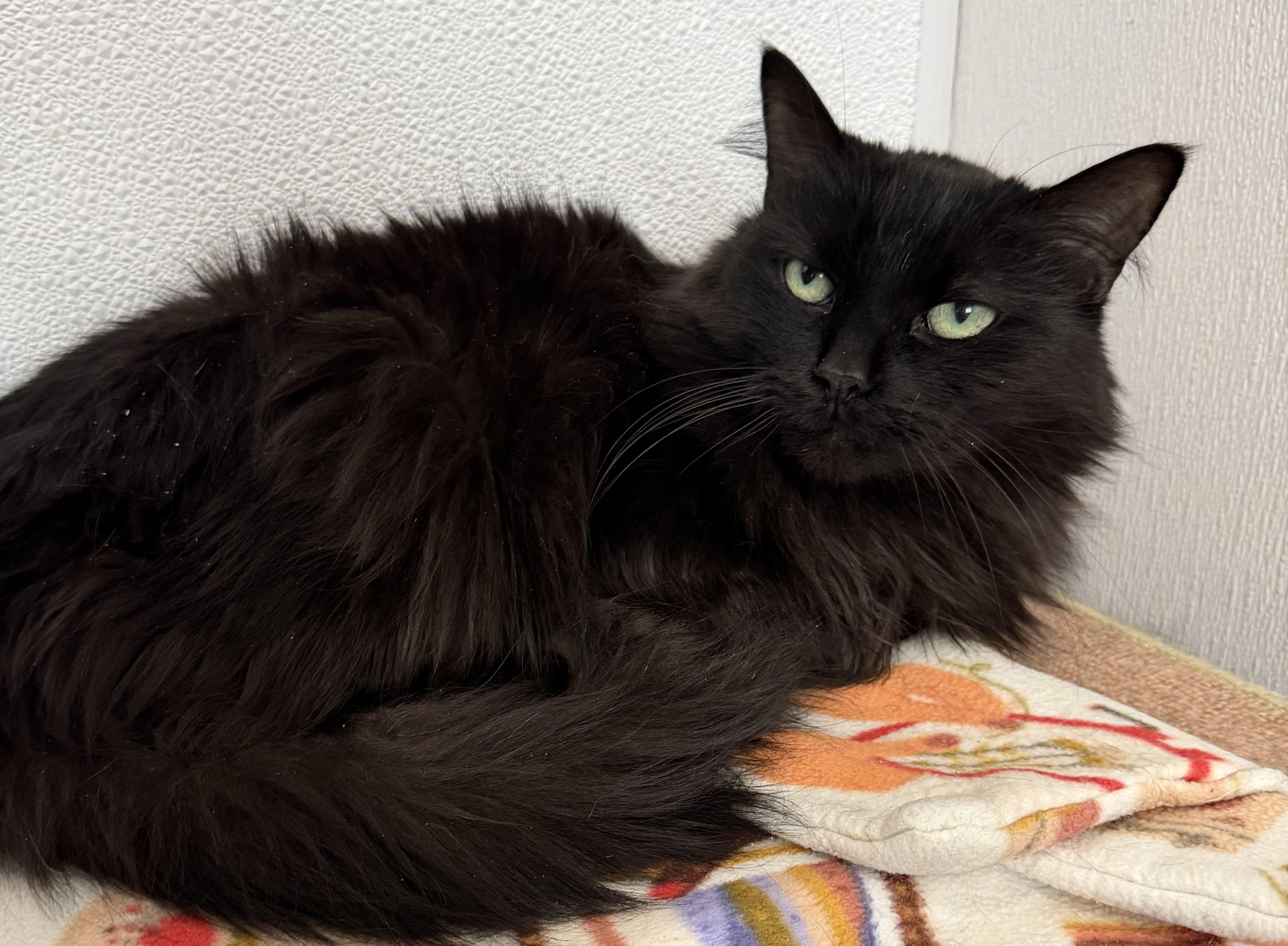 Enlarge Tiger, a ADOPTABLE Domestic Medium Hair in Sault Sainte Marie, MI image 1/2