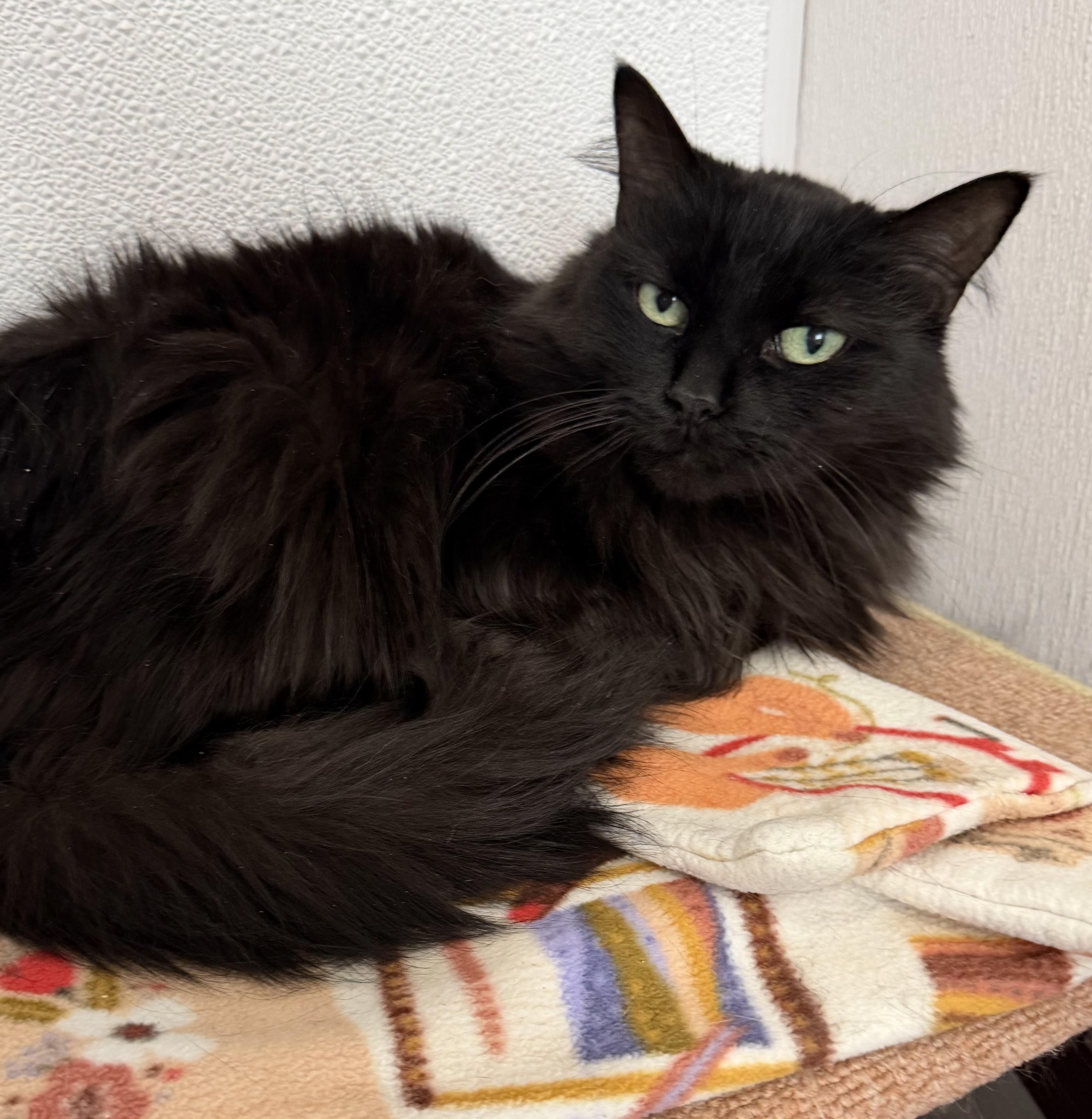 Enlarge Tiger, a ADOPTABLE Domestic Medium Hair in Sault Sainte Marie, MI image 2/2