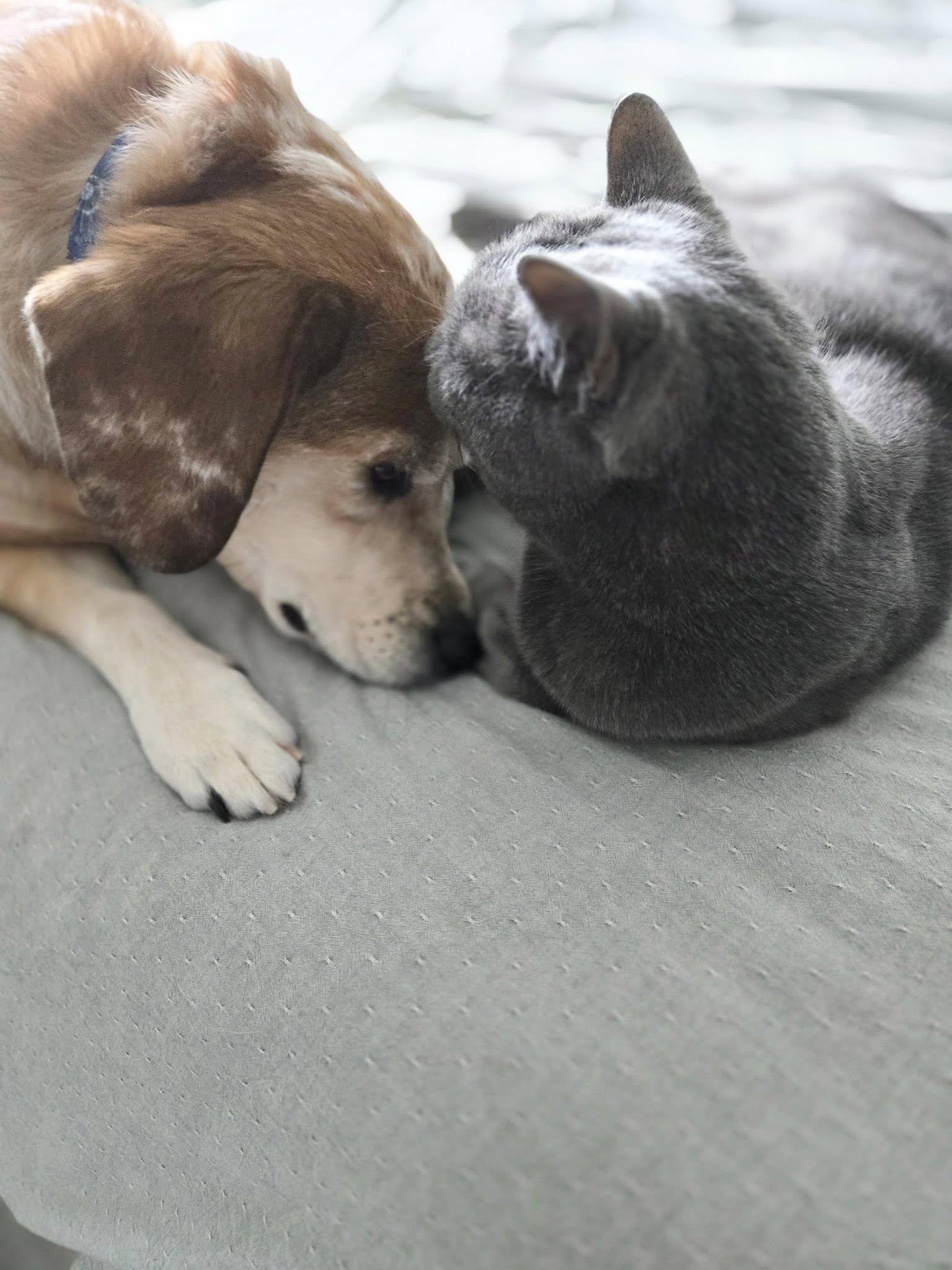 Enlarge Lucy, a ADOPTABLE Mixed Breed in Kennebunk , ME image 2/6