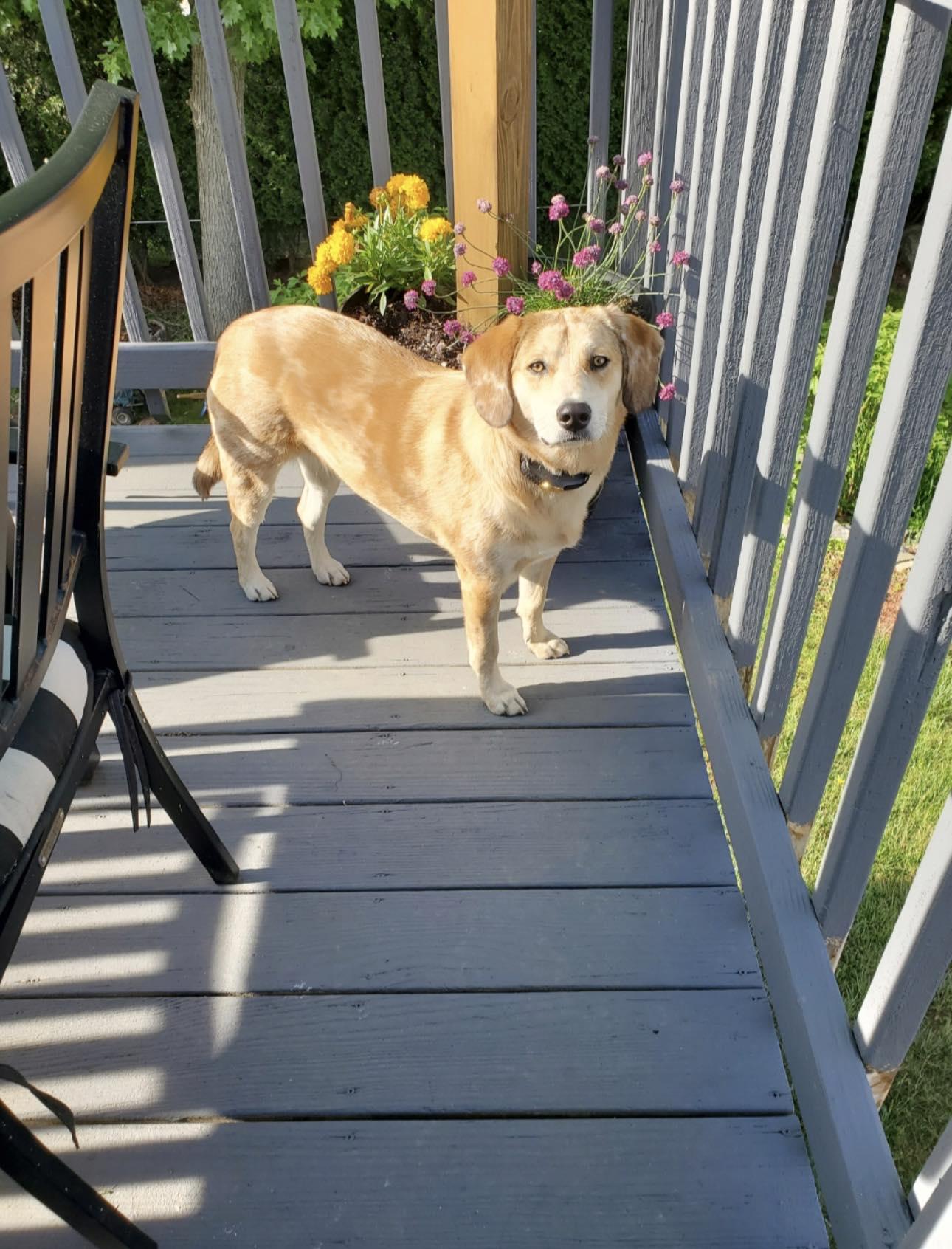 Enlarge Lucy, a ADOPTABLE Mixed Breed in Kennebunk , ME image 6/6