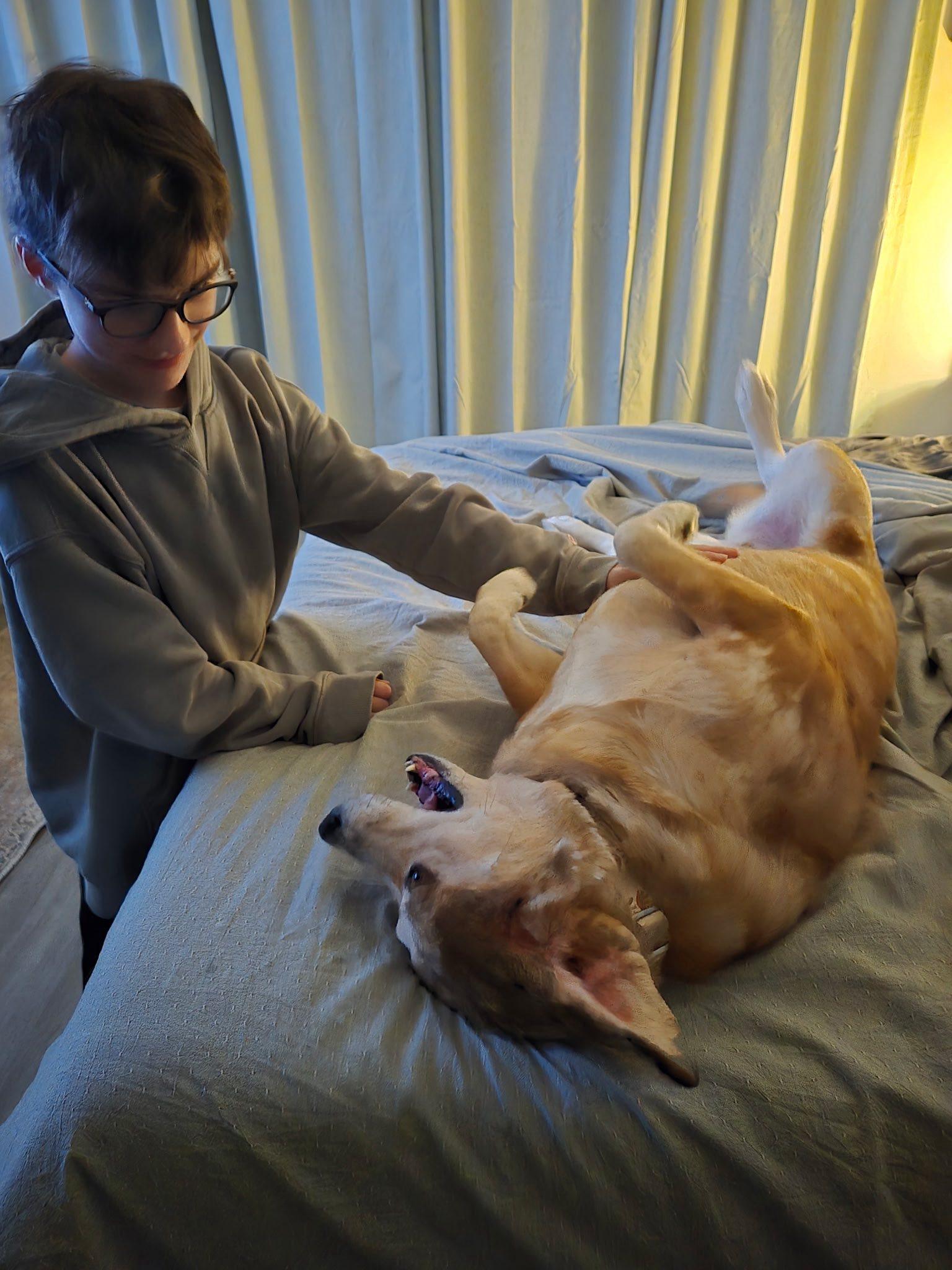 Enlarge Lucy, a ADOPTABLE Mixed Breed in Kennebunk , ME image 5/6