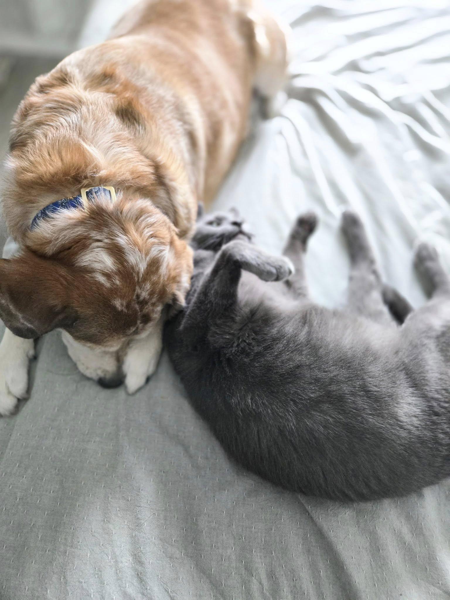 Enlarge Lucy, a ADOPTABLE Mixed Breed in Kennebunk , ME image 3/6