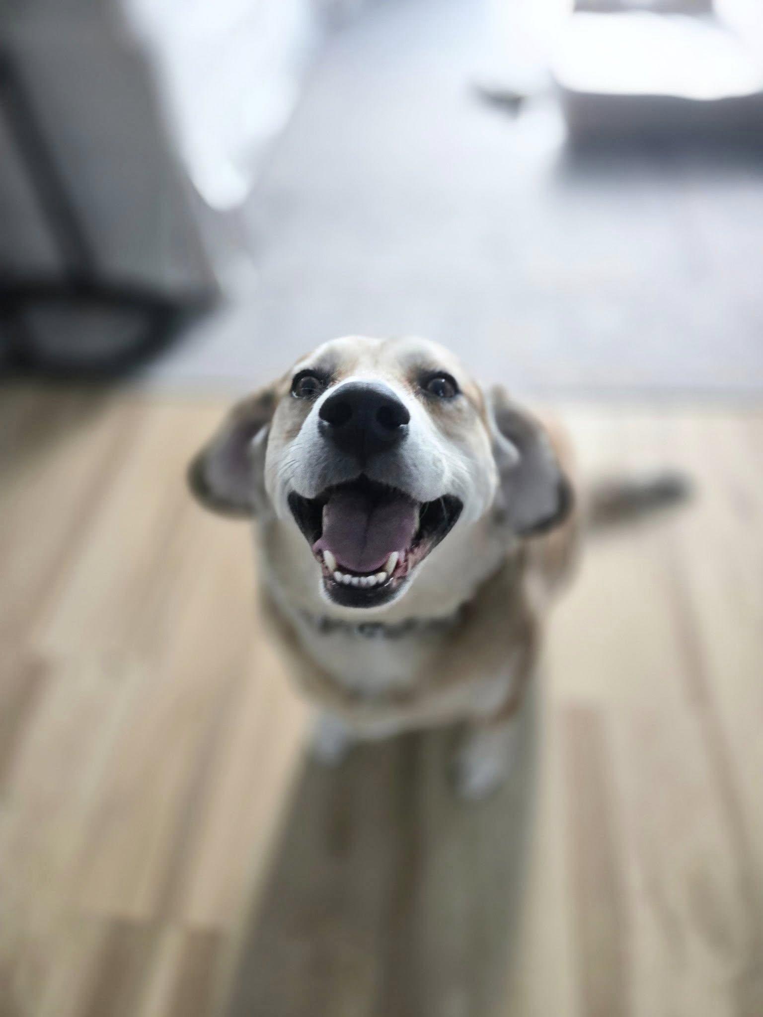 Enlarge Lucy, a ADOPTABLE Mixed Breed in Kennebunk , ME image 1/6