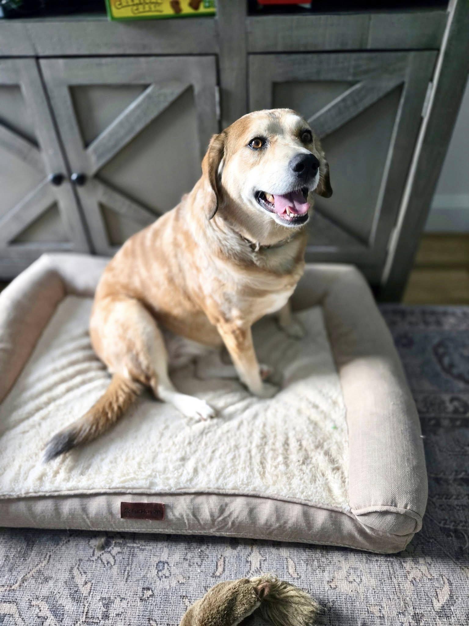 Enlarge Lucy, a ADOPTABLE Mixed Breed in Kennebunk , ME image 4/6