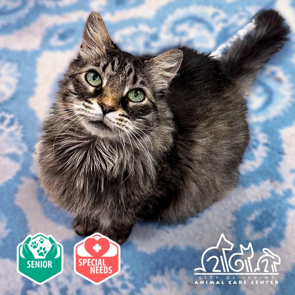 Enlarge ZEDD, a Adoptable Domestic Long Hair in Irvine, CA image 1/1