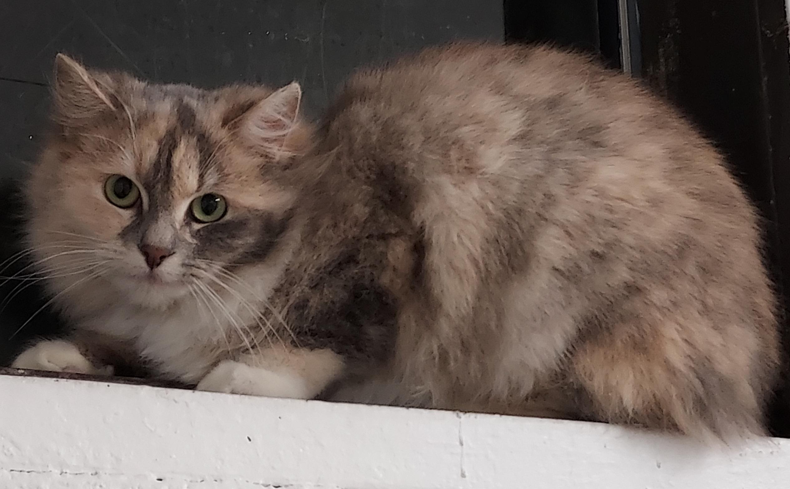 Enlarge Delilah, a ADOPTABLE mixed breed in Bardstown, KY image 2/2