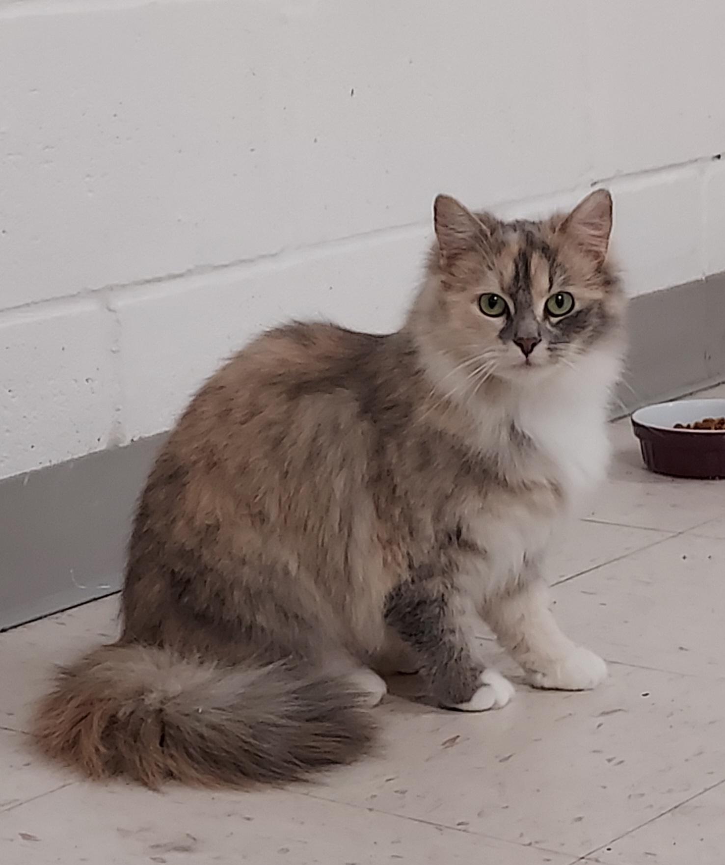 Enlarge Delilah, a ADOPTABLE mixed breed in Bardstown, KY image 1/2