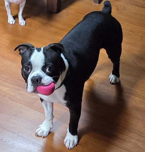 Beau, Adoptable, Young Male Boston Terrier.