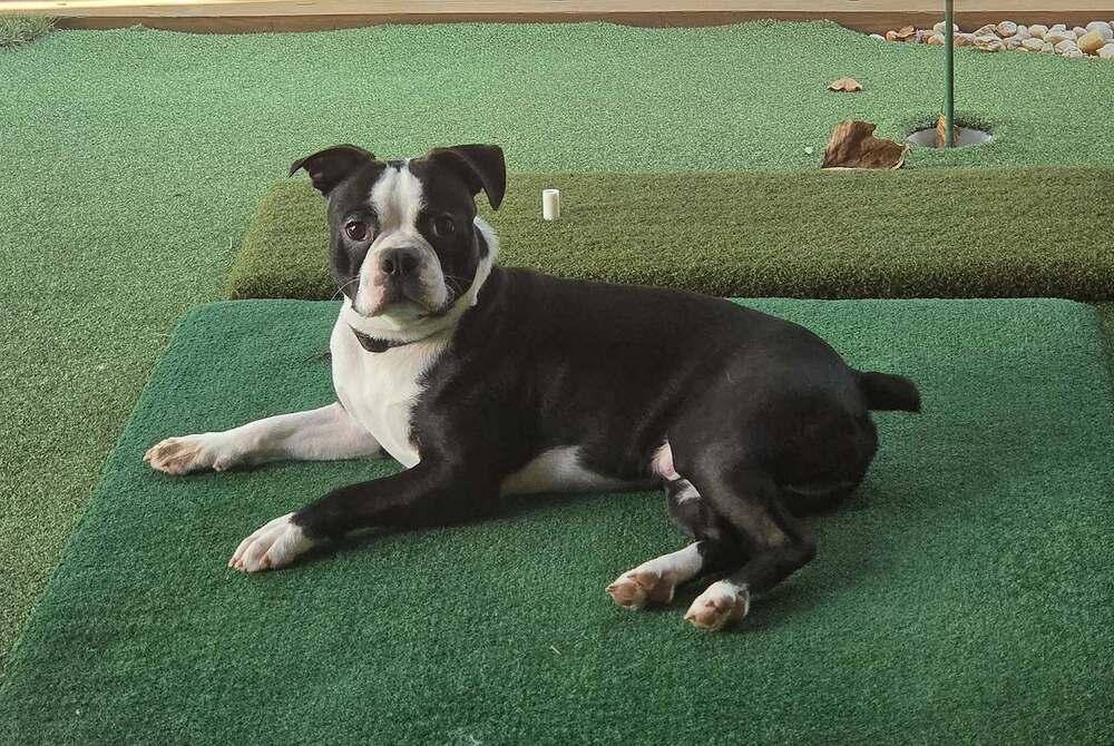 Enlarge Beau, a Adoptable Boston Terrier in Jackson, TN image 2/3