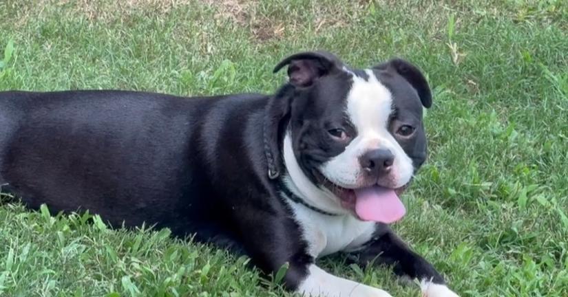 Enlarge Beau, a Adoptable Boston Terrier in Jackson, TN image 3/3