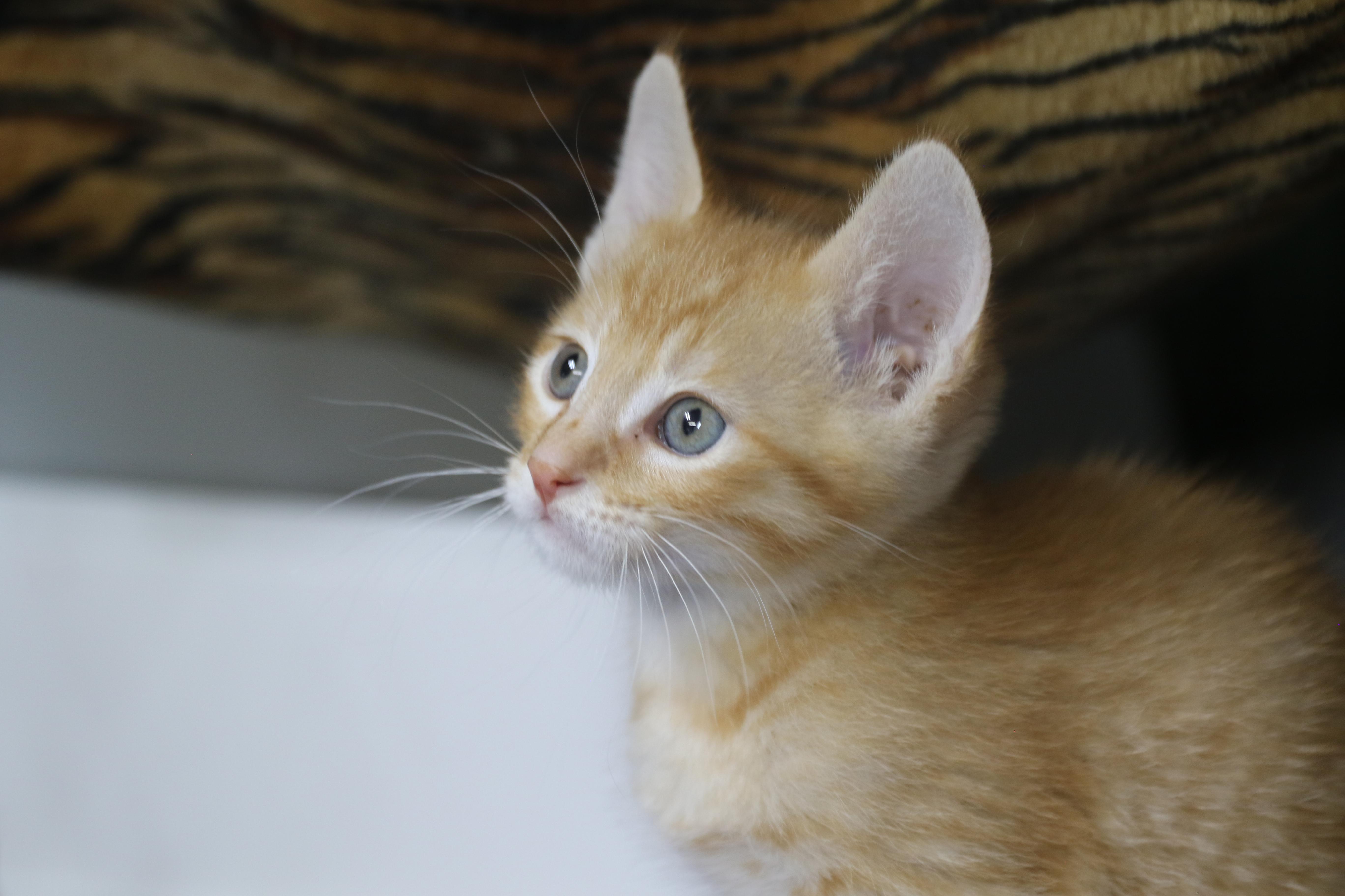 Enlarge Napi, a Adoptable Tabby in Cut Bank, MT image 3/4