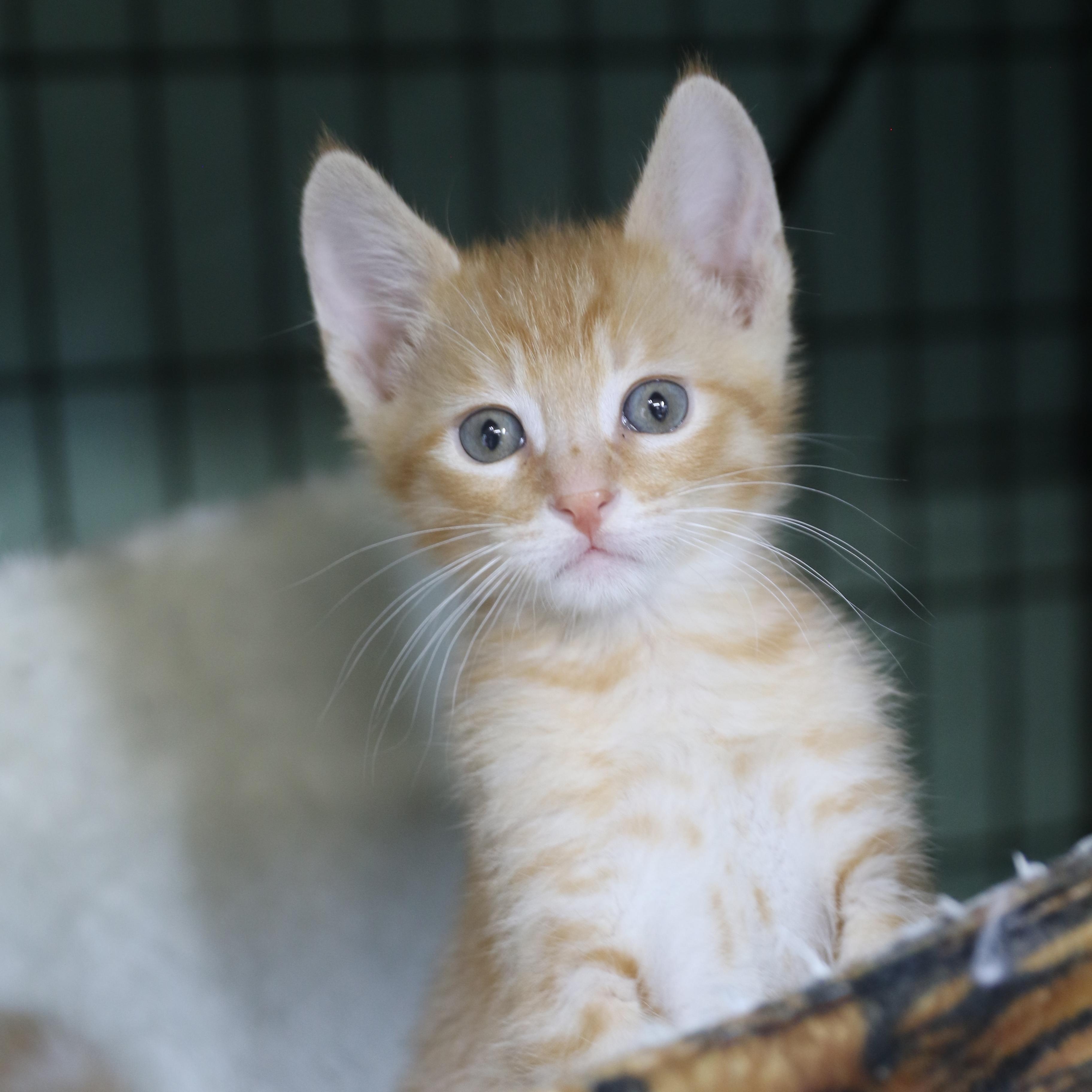 Enlarge Napi, a Adoptable Tabby in Cut Bank, MT image 2/4