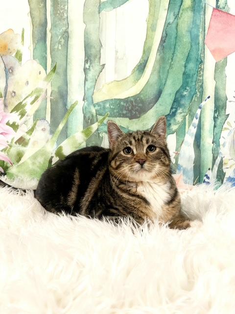 Queen Victoria, ADOPTABLE, Young Female Tabby.