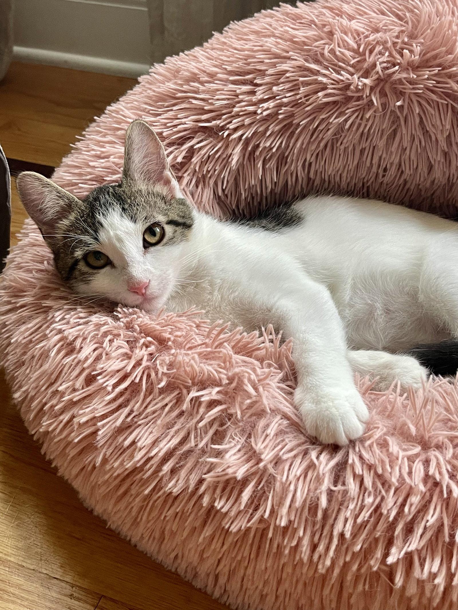 FIG, Adoptable, Kitten Male Domestic Short Hair.
