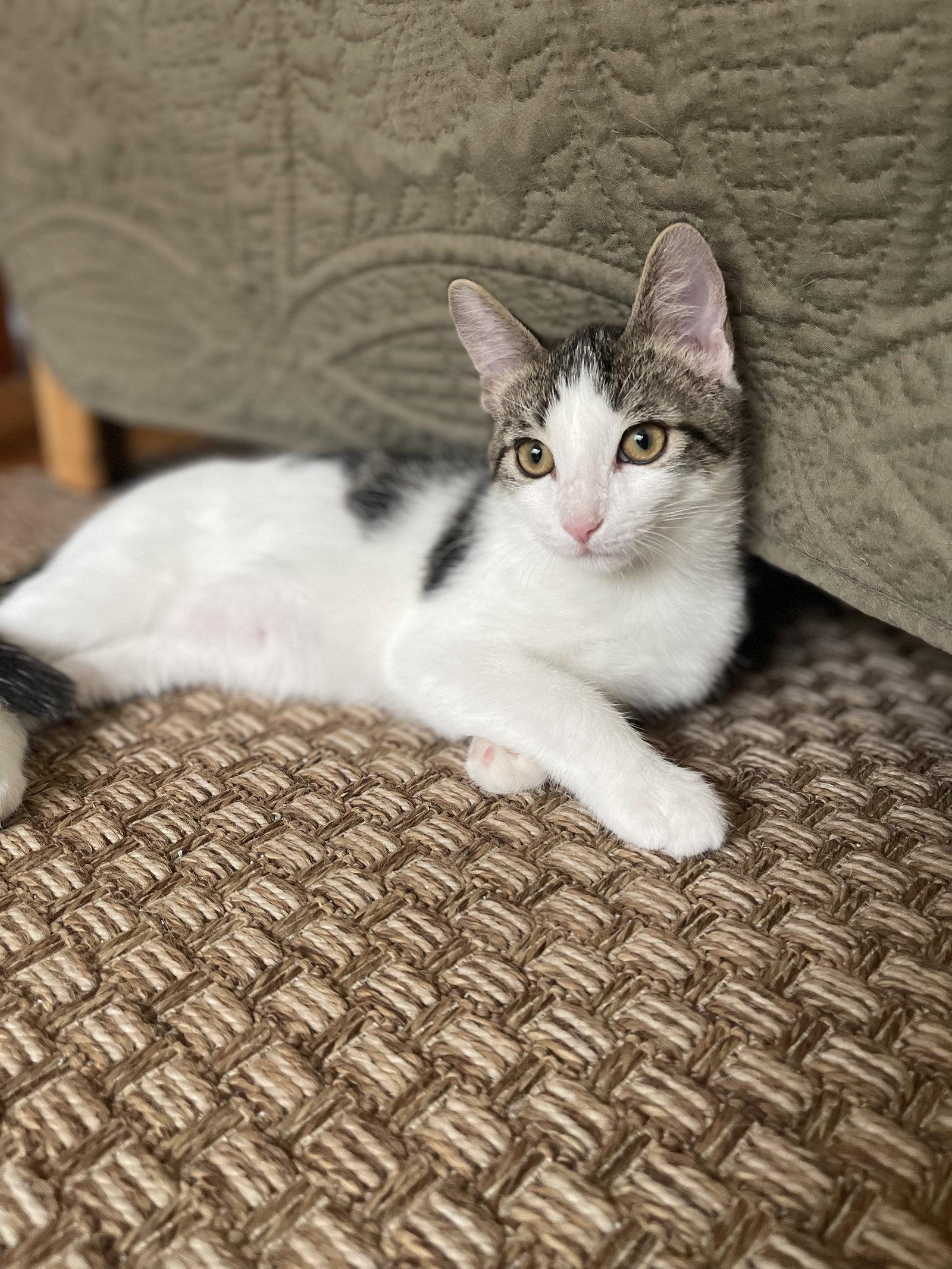 Enlarge FIG, a Adoptable Domestic Short Hair in Oakhurst, NJ image 2/3