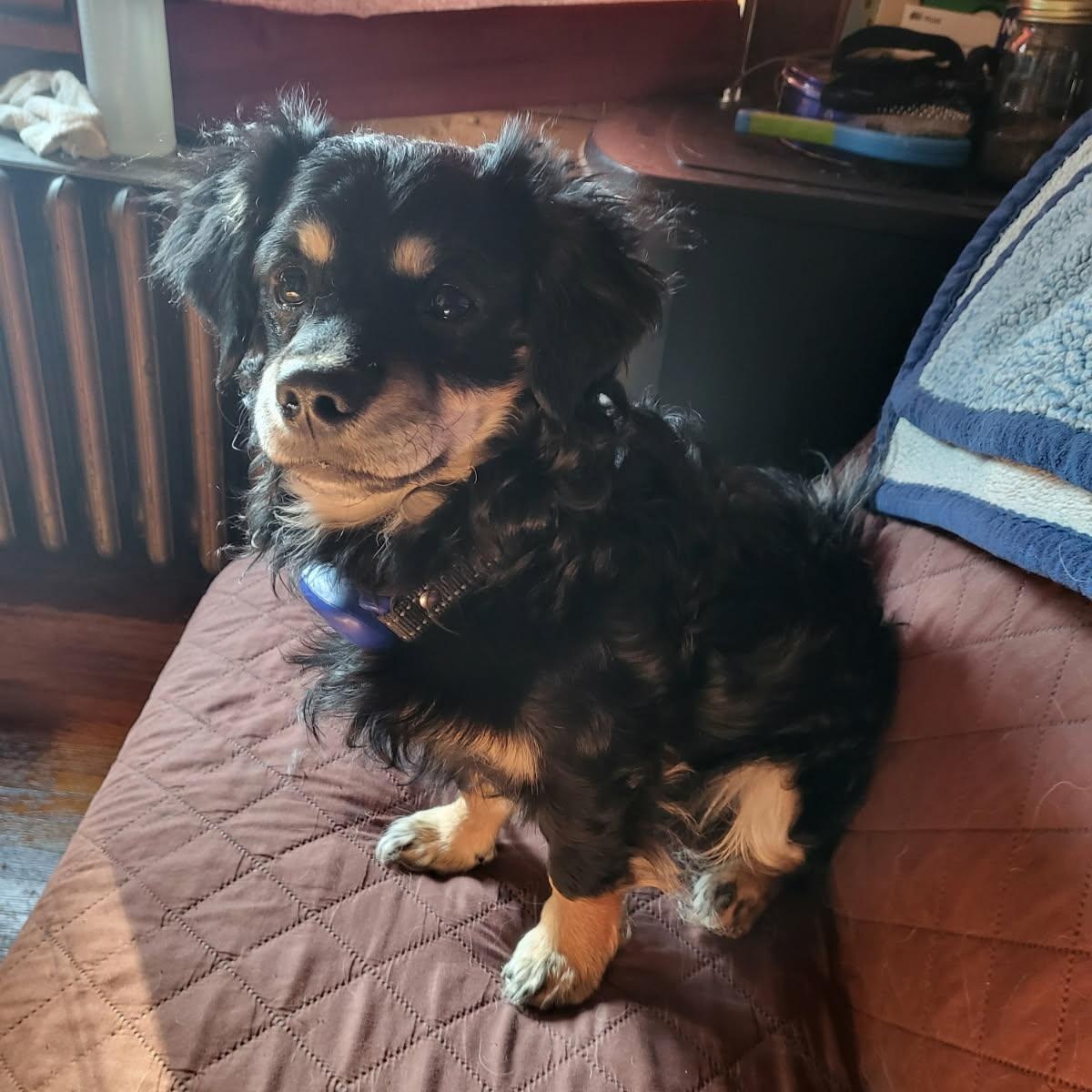 Enlarge Tank, an adopted mixed breed in Rochester, NY image 3/4