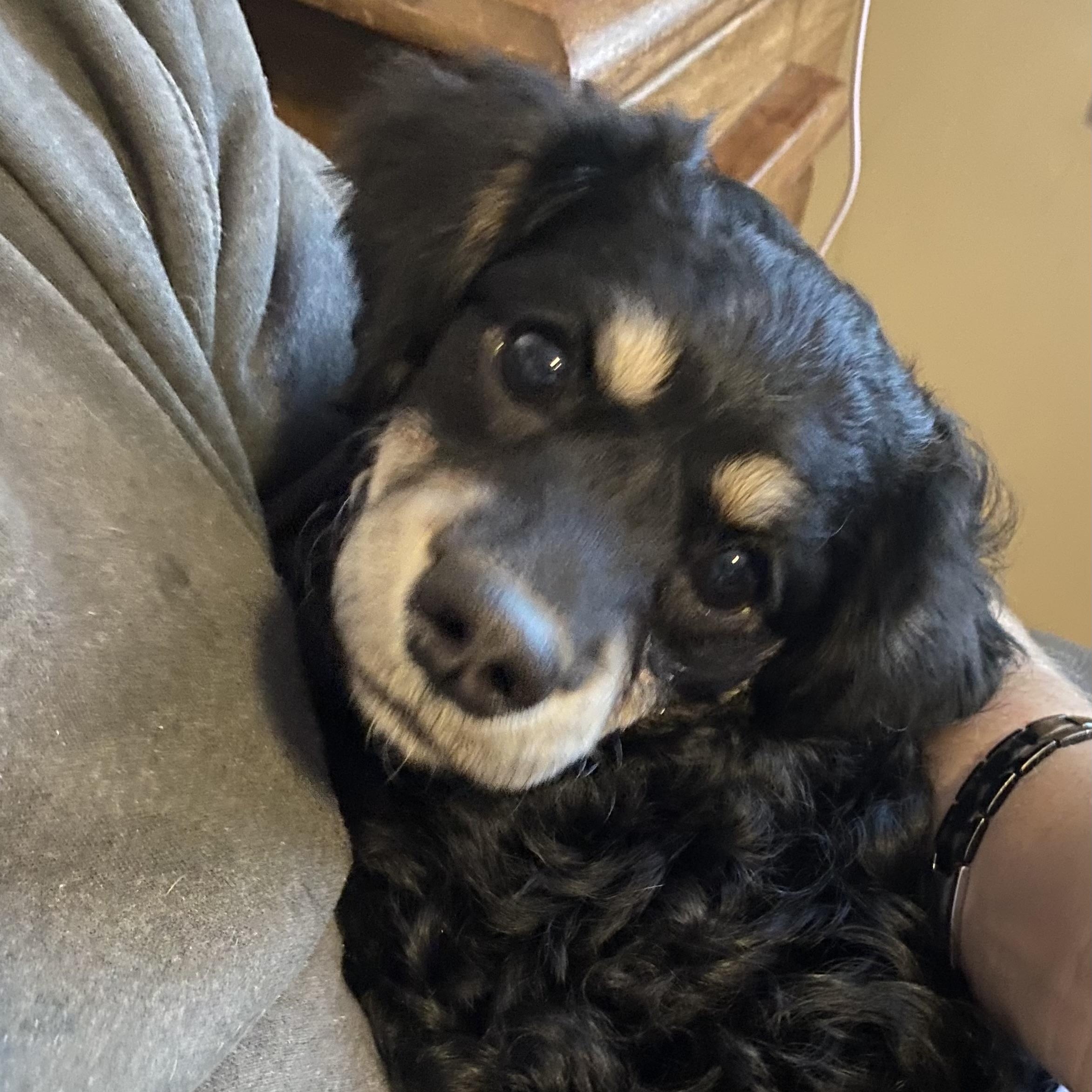 Enlarge Tank, an adopted mixed breed in Rochester, NY image 4/4