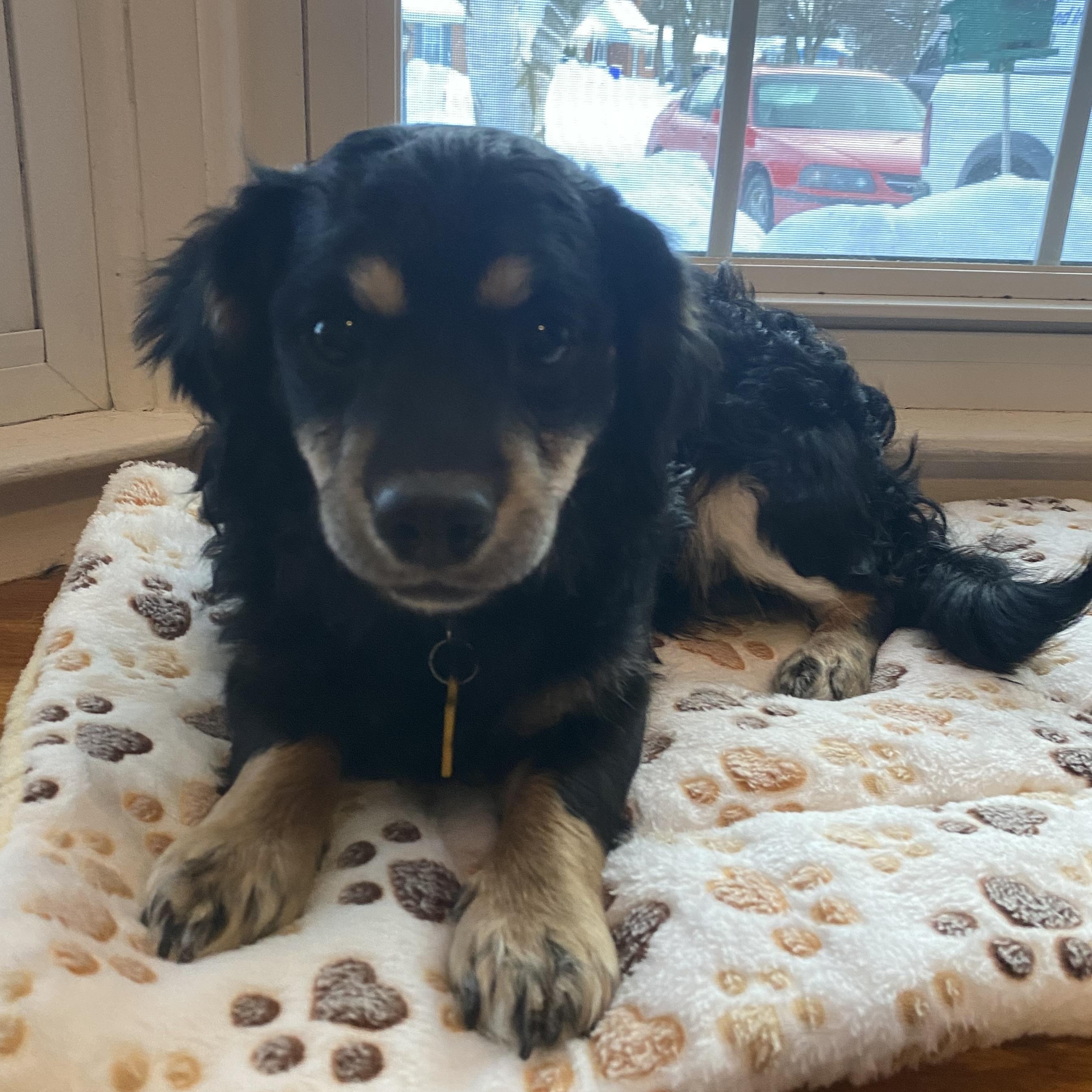 Tank, adopted, Puppy Male Cavalier King Charles Spaniel & Bichon Frise.