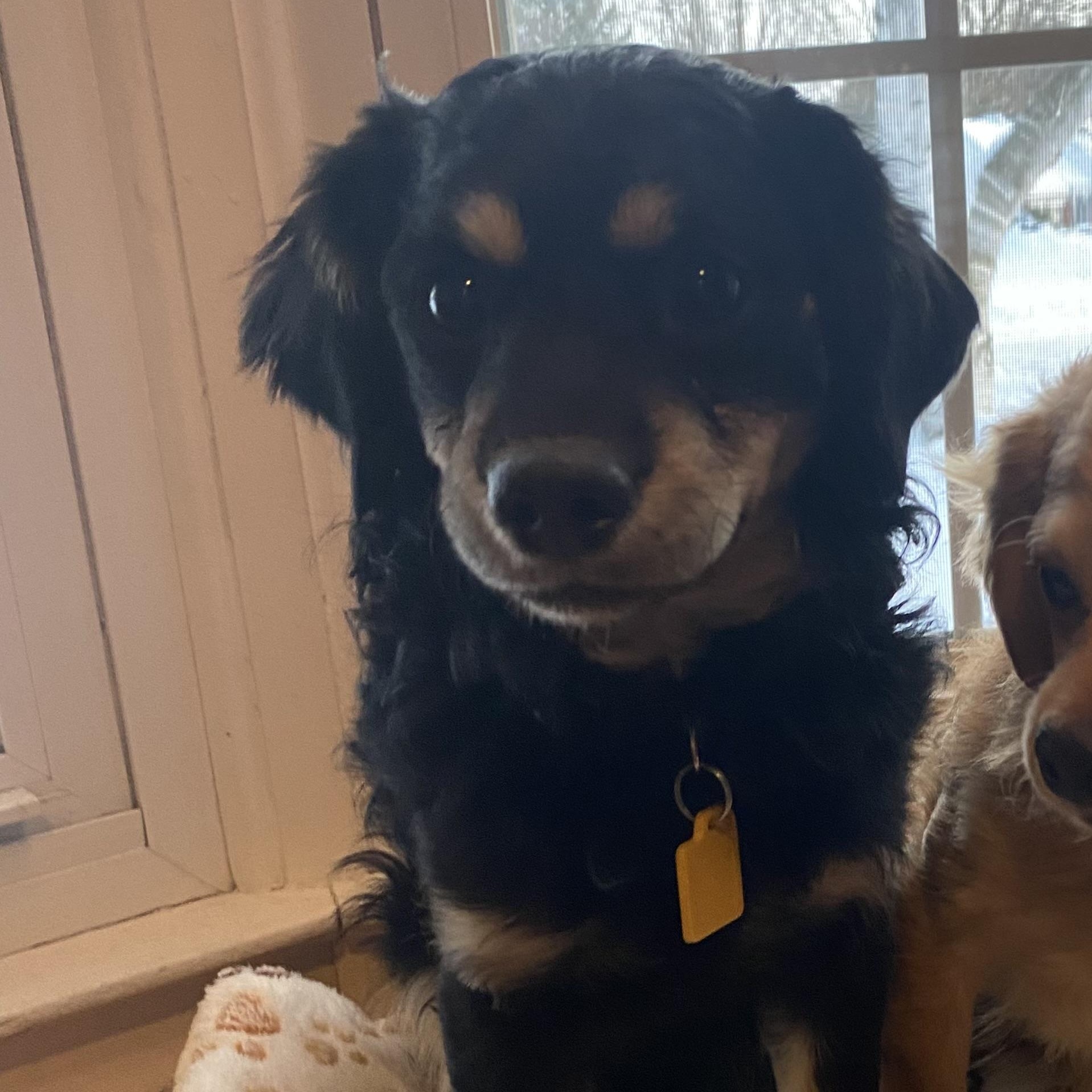 Enlarge Tank, an adopted mixed breed in Rochester, NY image 2/4