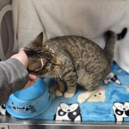 Gwen, Adoptable, Young Female Domestic Short Hair & Domestic Short Hair.