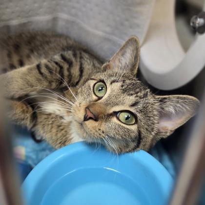 Enlarge Gwen, a Adoptable mixed breed in Sterling Heights, MI image 2/3