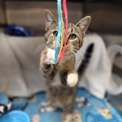 Enlarge Gwen, a Adoptable mixed breed in Sterling Heights, MI image 3/3