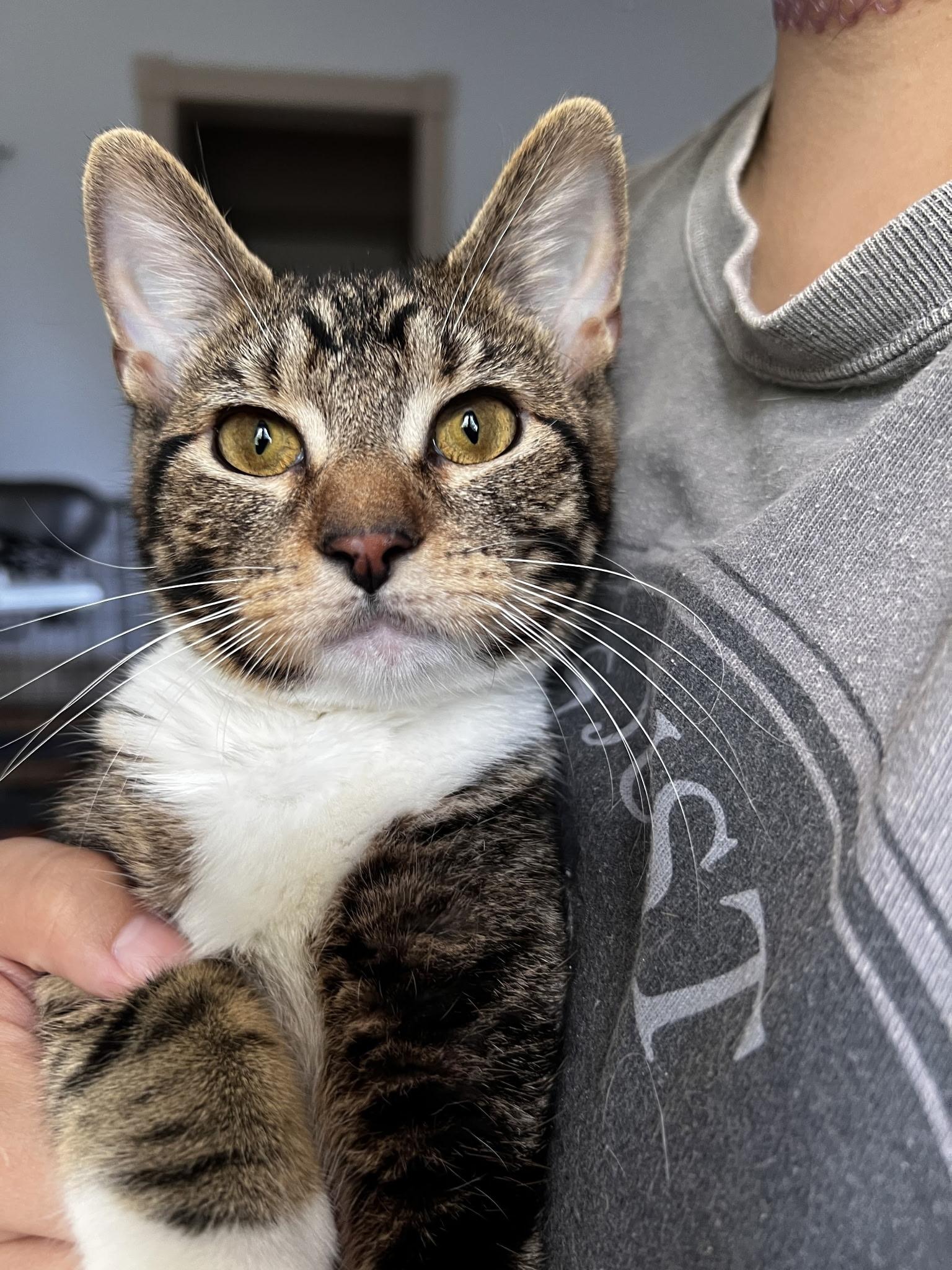 Carmen, ADOPTABLE, Kitten Female Domestic Short Hair.