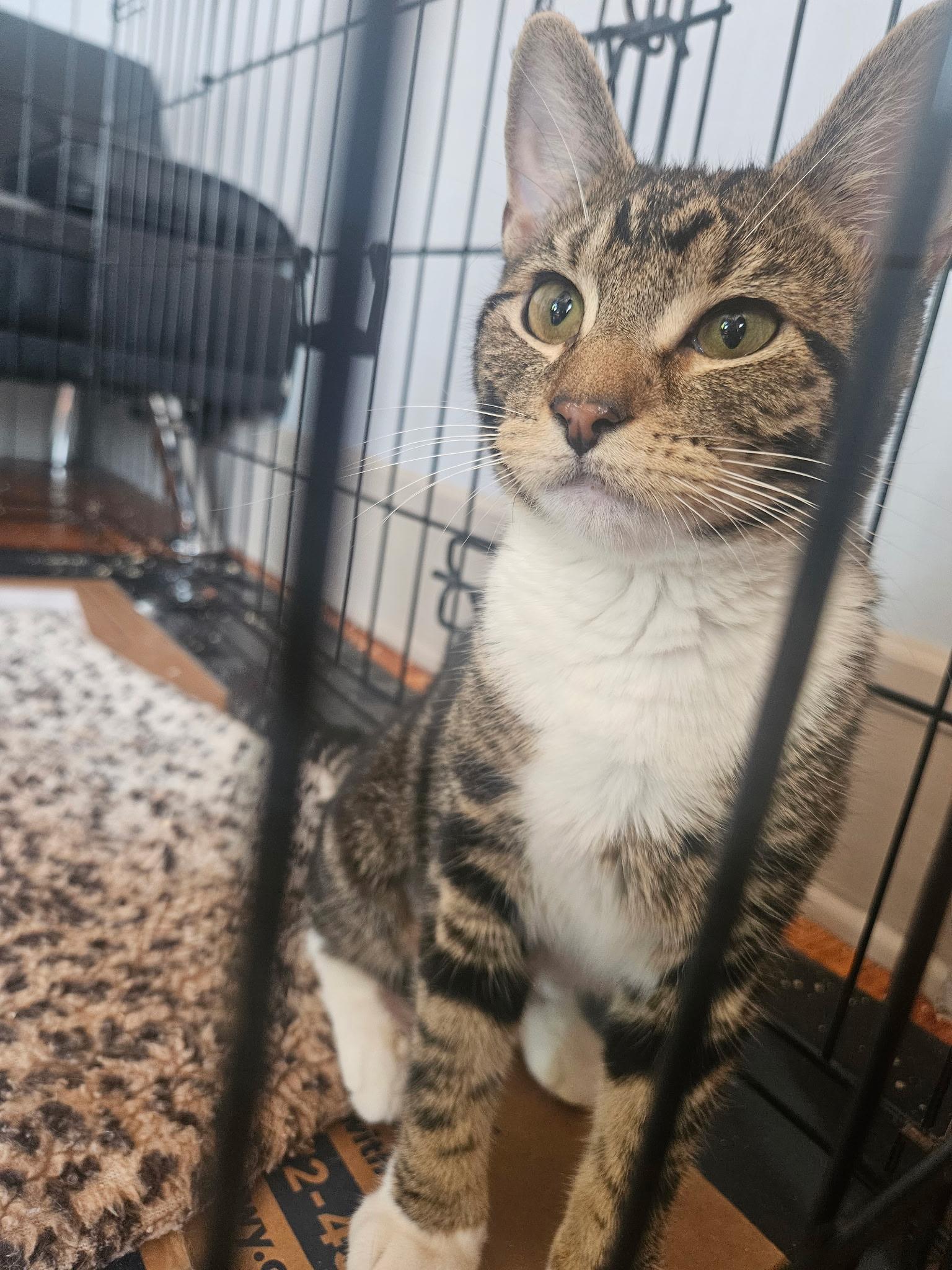 Carmen, a ADOPTABLE Domestic Short Hair in Beltsville, MD image 3/6