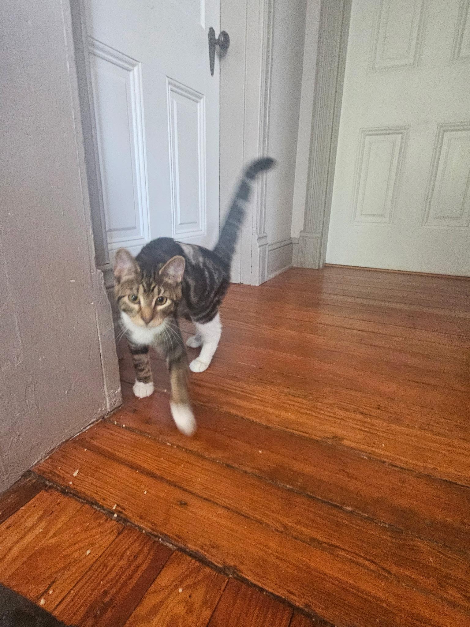 Carmen, a ADOPTABLE Domestic Short Hair in Beltsville, MD image 4/6