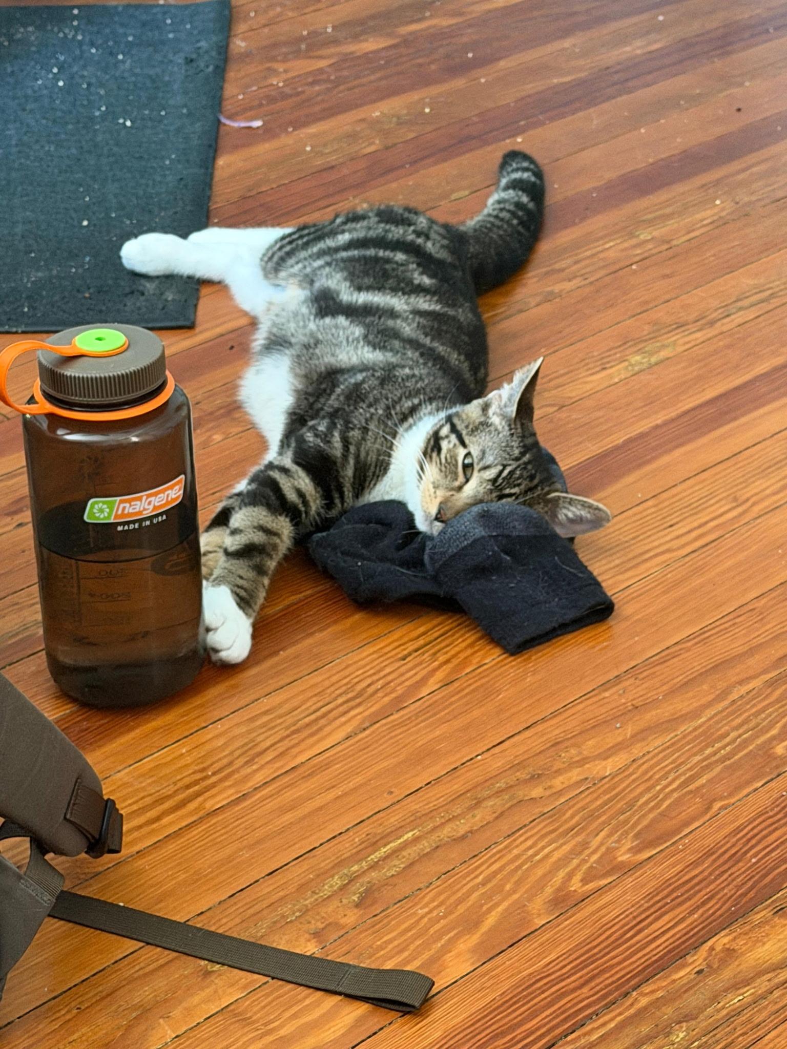 Carmen, a ADOPTABLE Domestic Short Hair in Beltsville, MD image 2/6