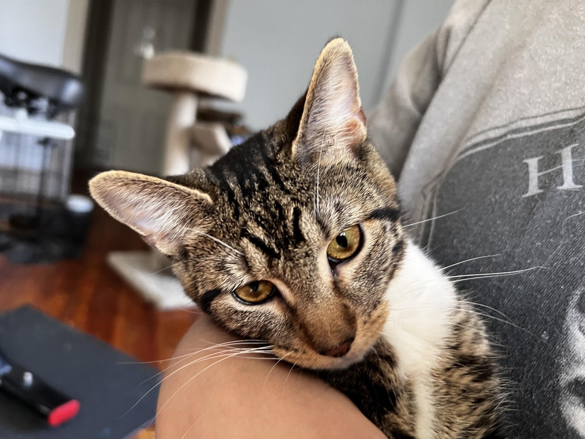 Carmen, a ADOPTABLE Domestic Short Hair in Beltsville, MD image 5/6