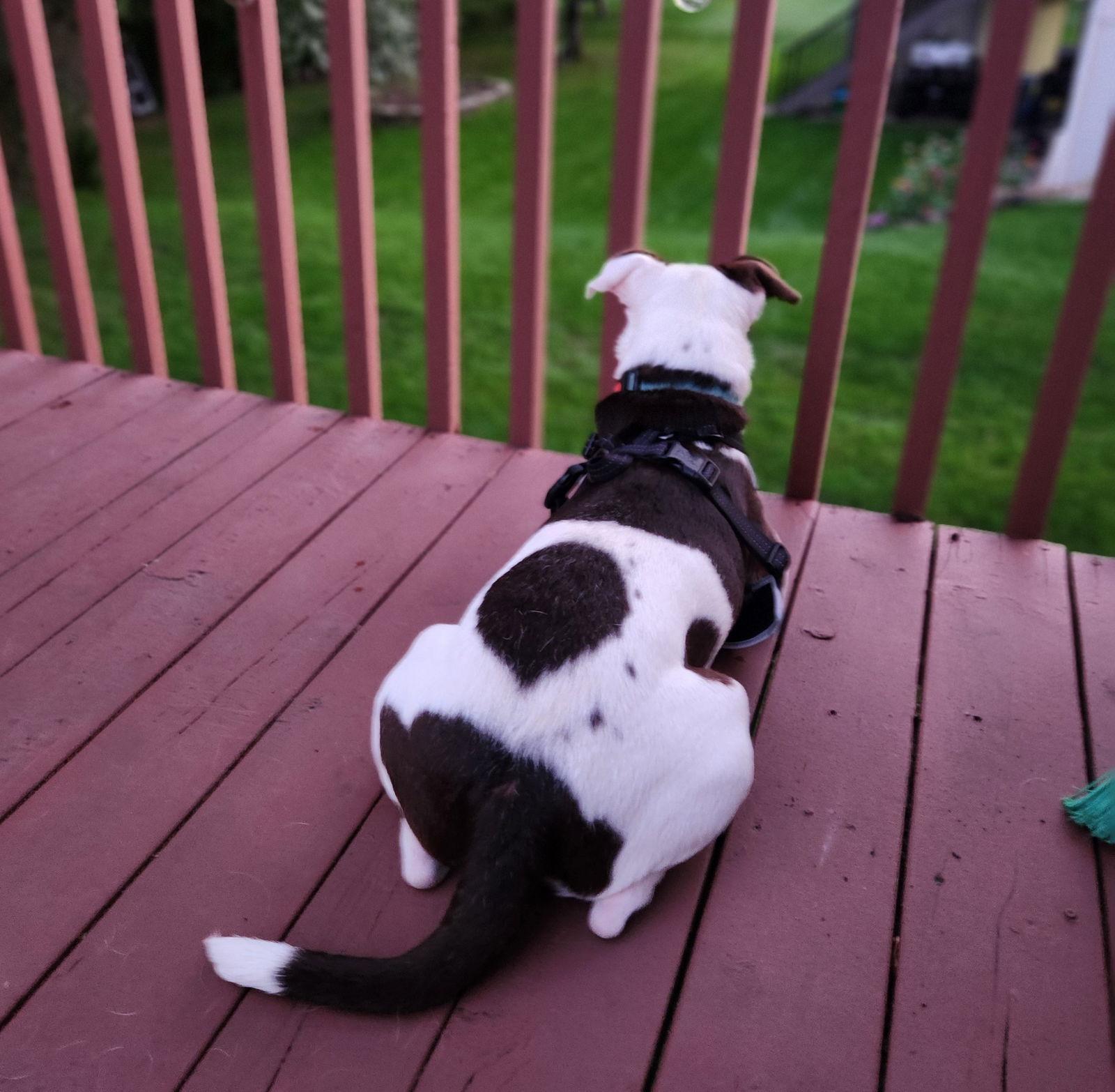 Carl, a Adoptable Terrier in Brooklyn Center, MN image 1/3