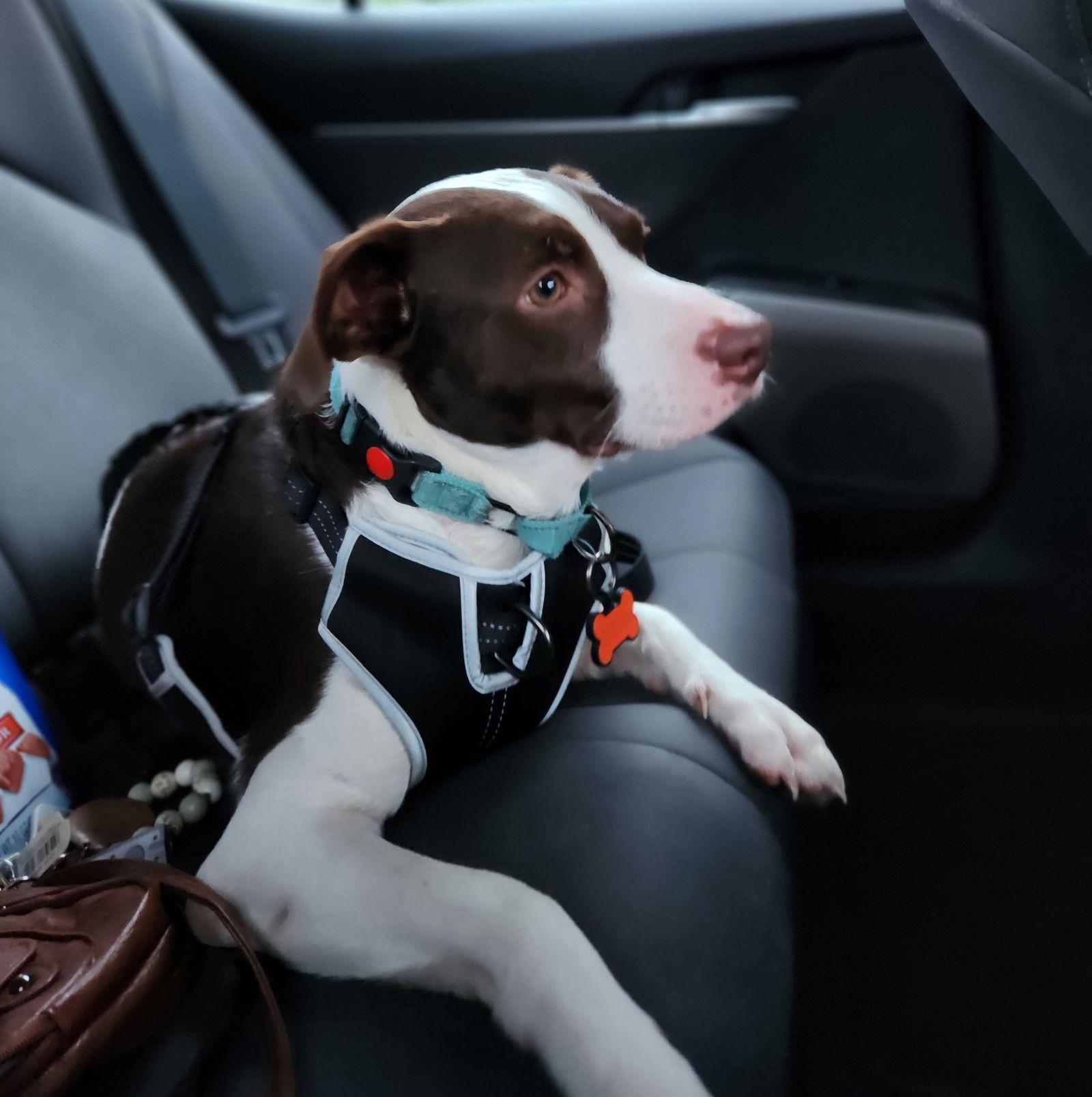 Carl, a Adoptable Terrier in Brooklyn Center, MN image 2/3