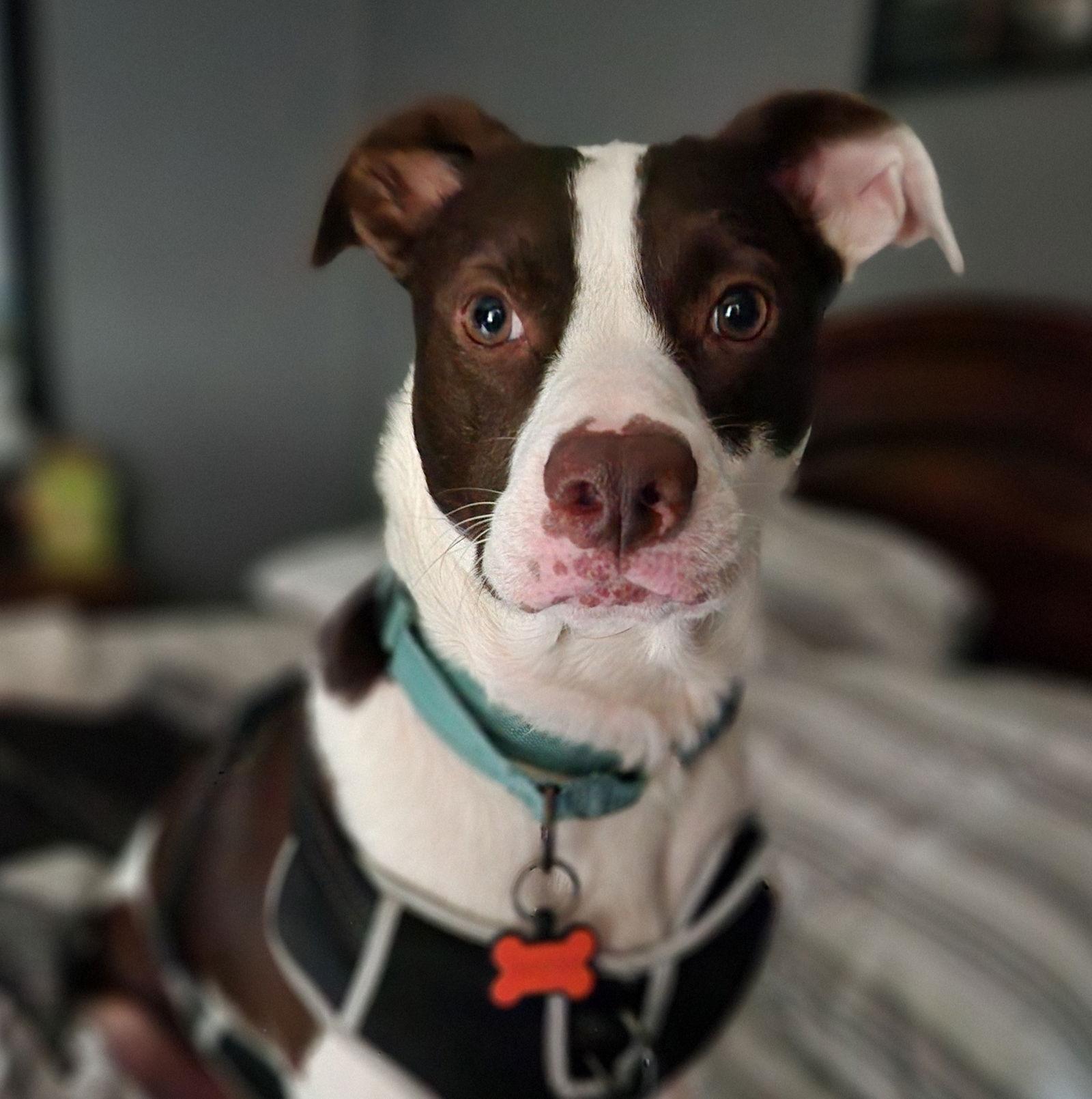 Carl, a Adoptable Terrier in Brooklyn Center, MN image 3/3