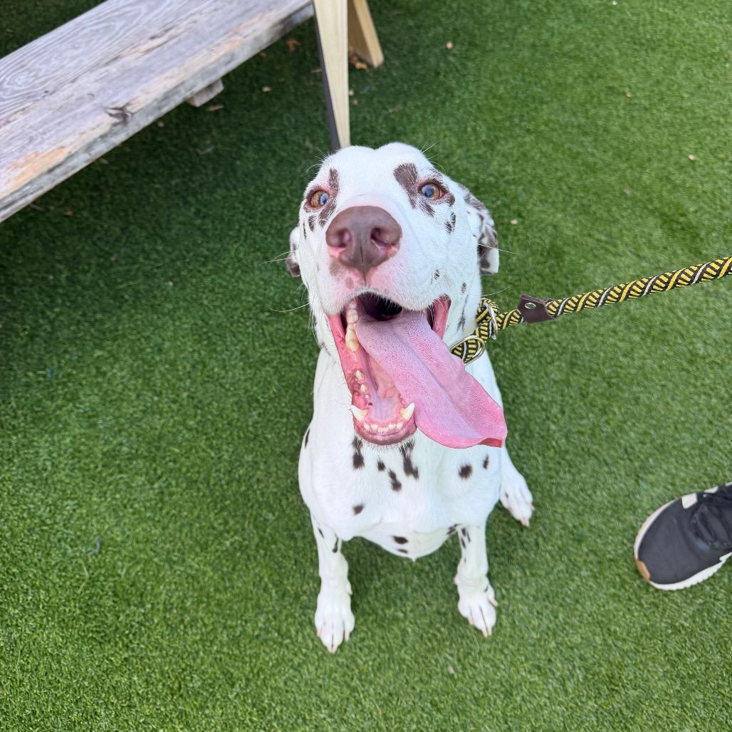 Cleo, Adoptable, Adult Male Dalmatian.