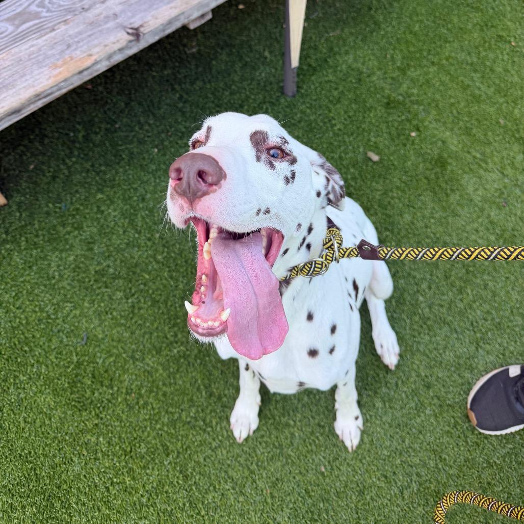 Enlarge Cleo, a Adoptable Dalmatian in Warwick, RI image 2/5