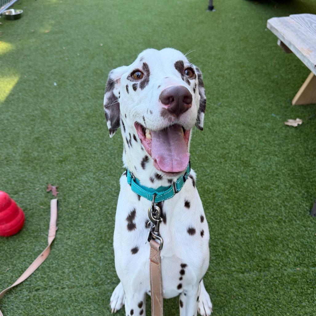 Enlarge Cleo, a Adoptable Dalmatian in Warwick, RI image 3/5