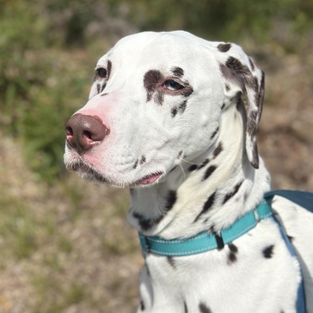 Enlarge Cleo, a Adoptable Dalmatian in Warwick, RI image 4/5