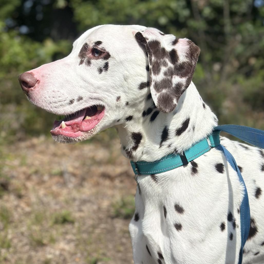 Enlarge Cleo, a Adoptable Dalmatian in Warwick, RI image 5/5