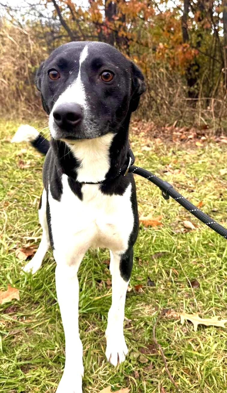 Veronica-Available 12/7@Petsmart! www.lhar.dog to apply!, a Adoptable mixed breed in Frederick, MD image 3/5