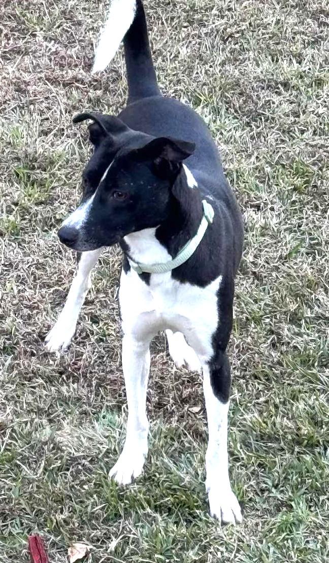 Veronica-Available 12/7@Petsmart! www.lhar.dog to apply!, a Adoptable mixed breed in Frederick, MD image 5/5