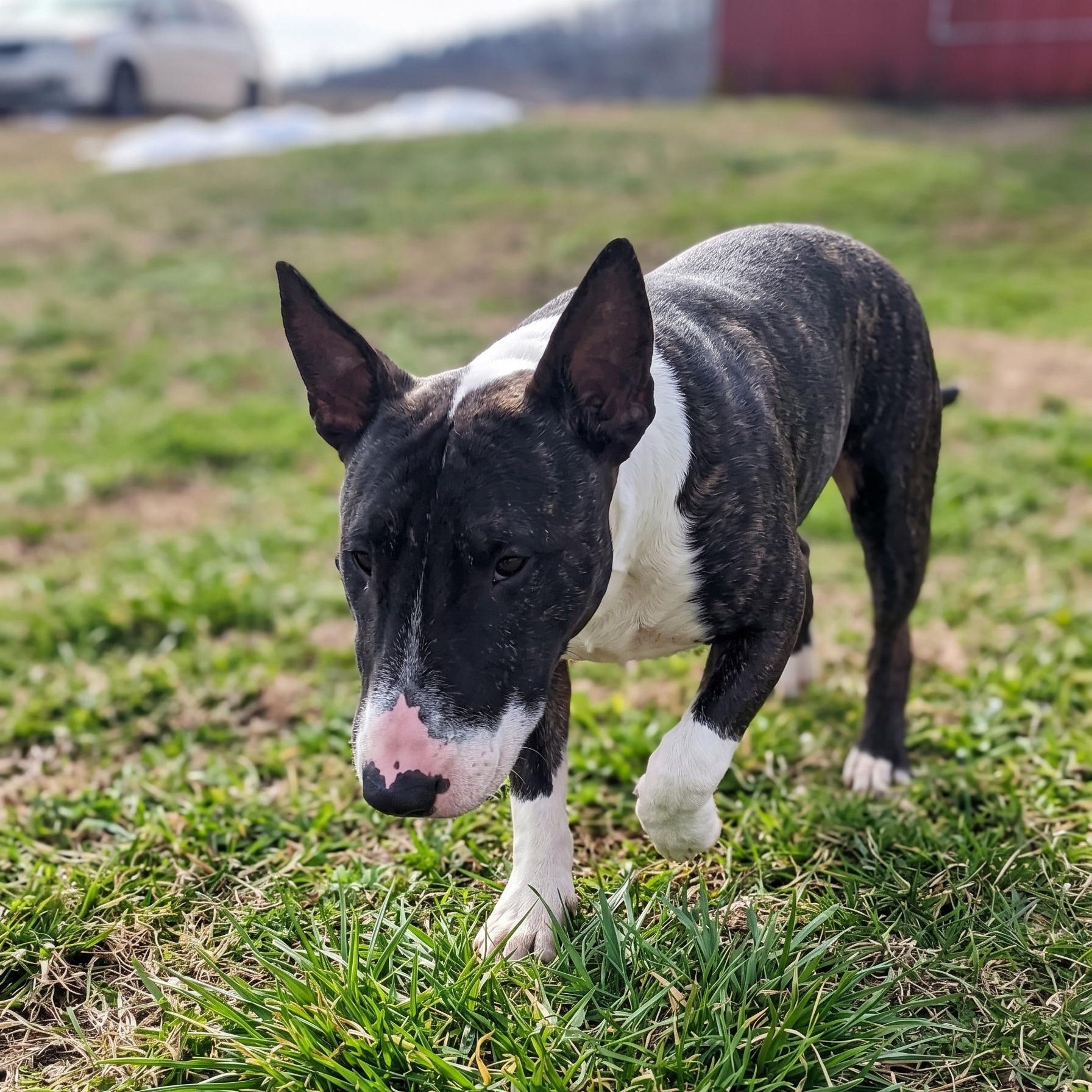 Enlarge Banjo, a Adoptable Bull Terrier in Glenwood, AR image 3/3