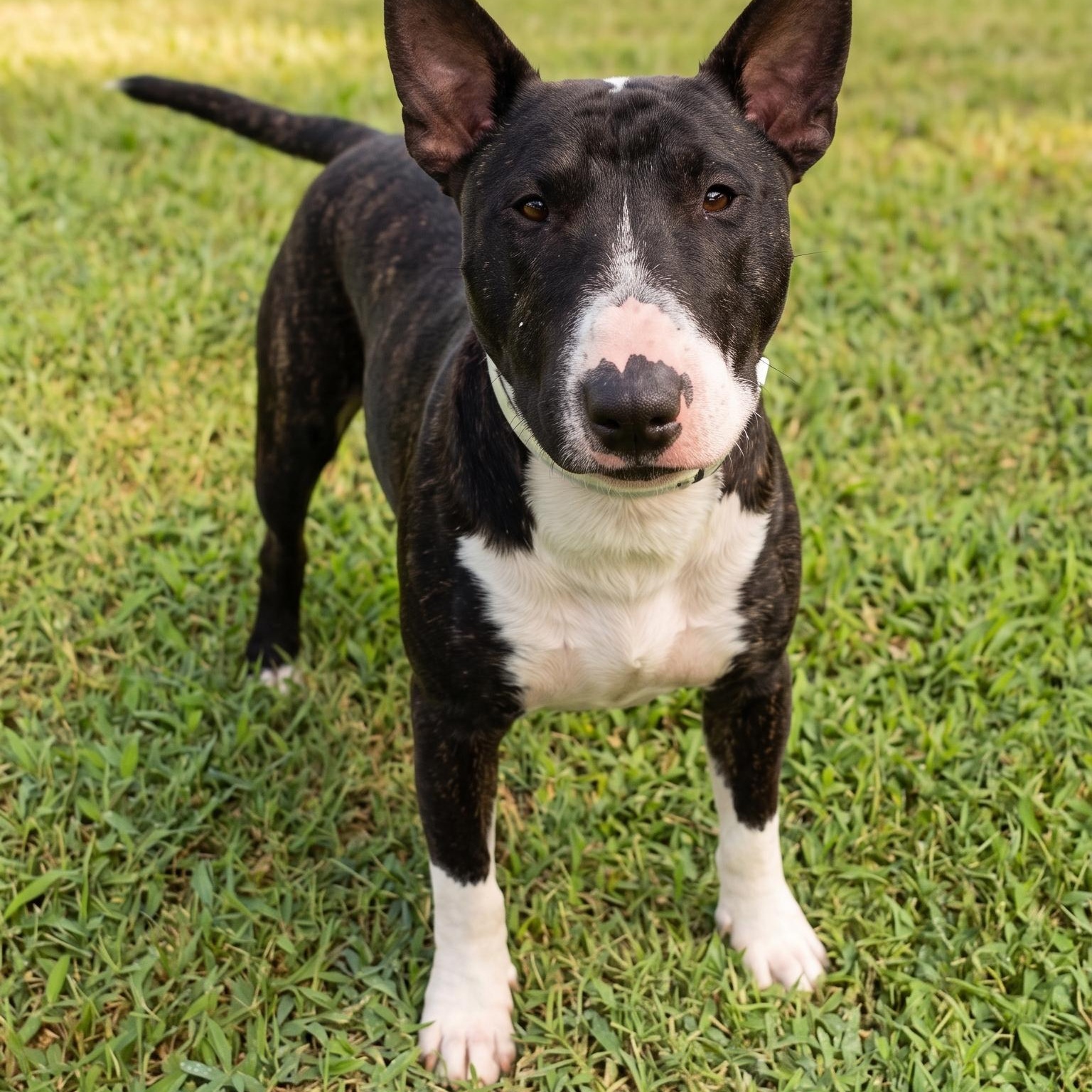 Enlarge Banjo, a Adoptable Bull Terrier in Glenwood, AR image 2/3